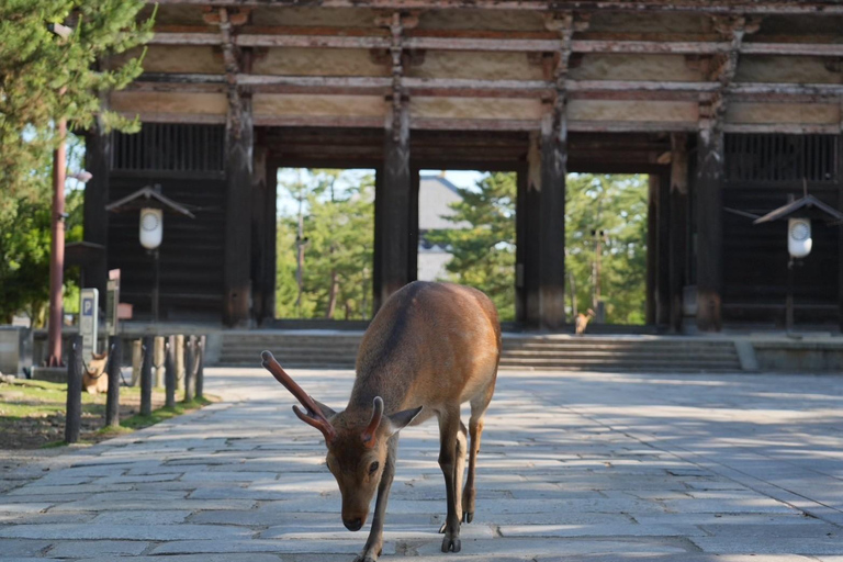 Tour por Kioto y Nara con Fushimi Inari y el parque de los ciervos