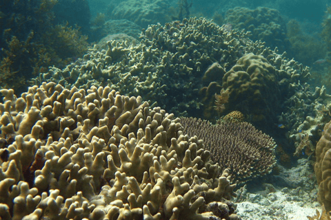 Port Barton : Circuit dans les îles vers Turtle Spot &amp; Reef avec déjeuner