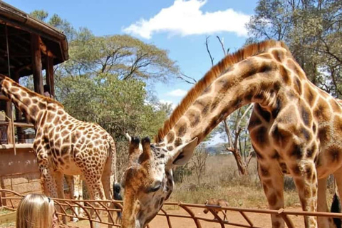 Nairobi: Giraffe Centre Visit and Giraffe Feeding Experience