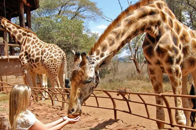 Nairobi: Giraffe Centre Visit and Giraffe Feeding Experience