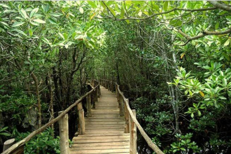 ZANZIBAR: Blue Lagoon, Jozani Forest, havssköldpaddor och The RockZANZIBAR: Blå lagunen, Jozani-skogen, havssköldpaddor och klippan