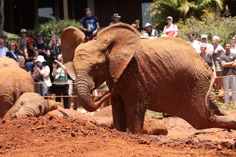 Nairobi : Visite de la pépinière d&#039;éléphants David Sheldrick