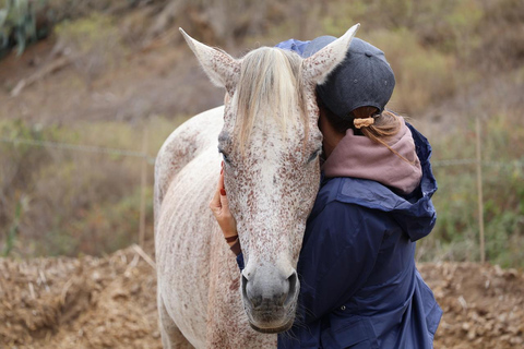 Gran Canaria: Transformative Experience with Horses: Connect and Enjoy Session Groups 5 to 10 people