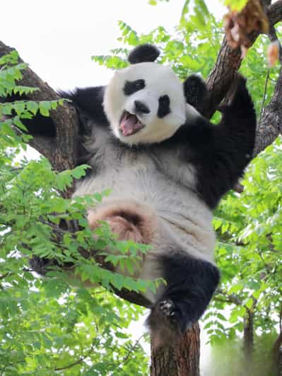 Peking: Vstupenky do pavilonu pand