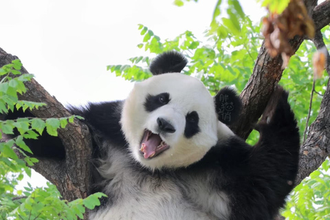 Beijing： Layover Forbidden City & Private Custom City Tour Option 3: Private Car: Panda House & Lama Temple