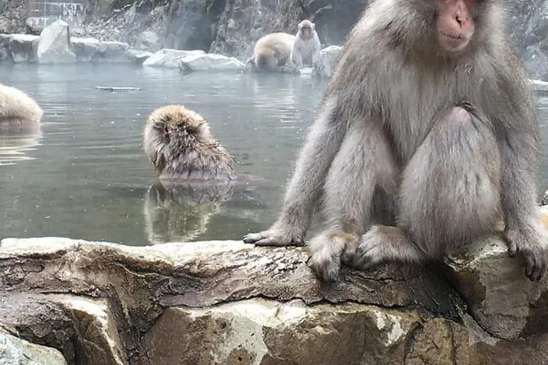 Tokyo: 7-Day Japan Highlights Private Guided Tour