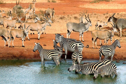 5days Tour Tsavo East & west,Amboseli from Mombasa / Nairobi