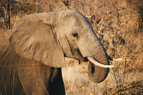 Tanzania: tour di 7 giorni della fauna selvatica e della romantica isola di Zanzibar
