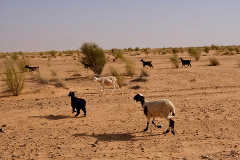 Visite à la journée du désert de Ksar Ghilane et Ksar Jouamaa