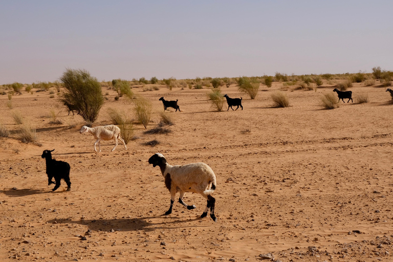 Tour de 1 día combinado por el desierto de Ksar Ghilane y Ksar Jouamaa