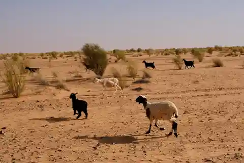 Combined Ksar Ghilane & Tataouine-Chenini 1 day tour