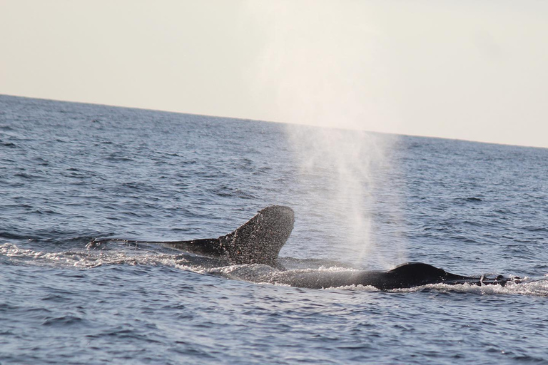 Zihuatanejo: Whale Encounter Experience