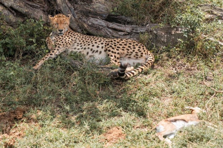 From Nairobi: Private 3-Day Masai Mara Big Five Game Drive