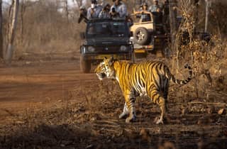 Ranthambhore Nationalpark: Wildtiersafari mit erfahrenem Guide