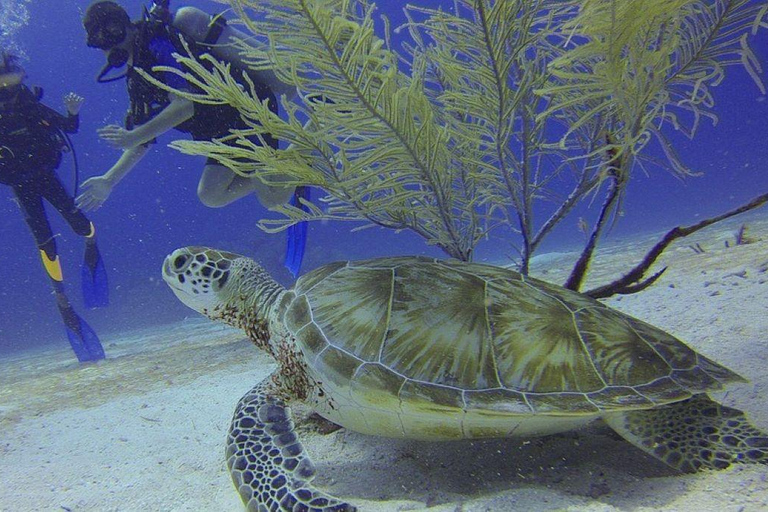 Från Cancun: Dykäventyr i Puerto MorelosPuerto Morelos: Äventyr med dykning