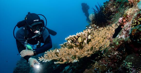 Bali: Tulamben Scuba Diving Experience