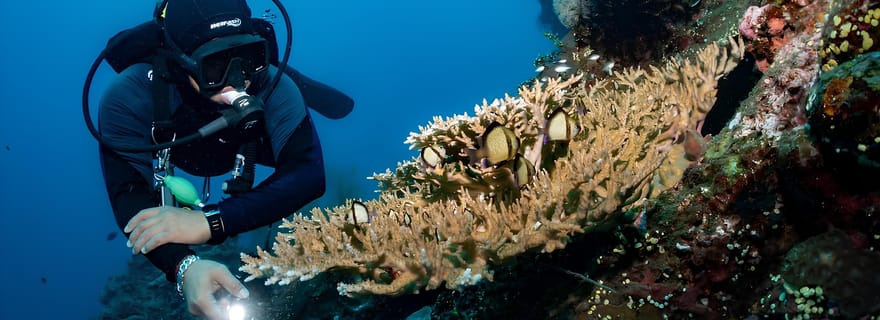Bali: Tulamben Scuba Diving Experience