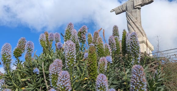 Madeira: East Coast Day Tour & Pico do Areeiro