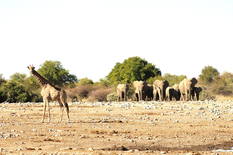 Windhoek: 3-Day Guided Safari in Etosha with Lodge
