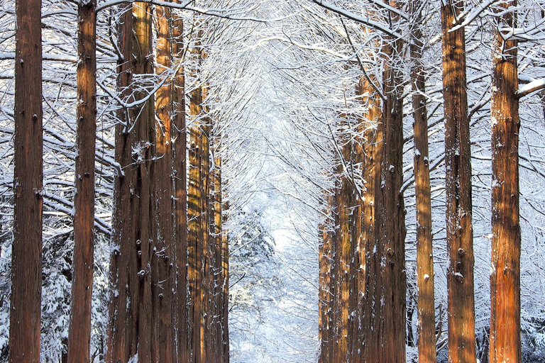 Seoul: Strawberry & Eobi Ice Valley & Nami + Optional Spots Strawberry & Eobi & Nami & Morning Calm Garden Light Festa