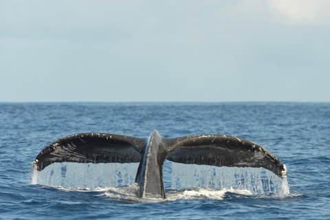 Oahu : Croisière d&#039;observation des baleines au départ de WaikikiOahu : Croisière d&#039;observation des baleines depuis Waikiki