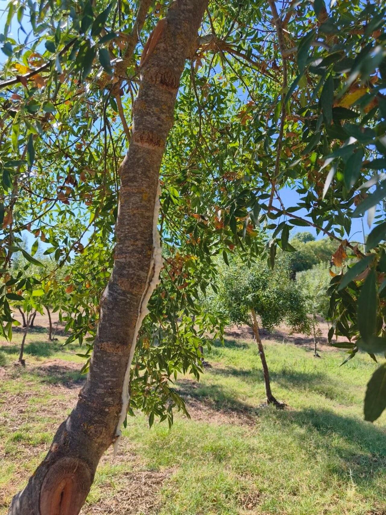 Castelbuono: Manna-Tour mit Besuch des Eschenhains und Vorführung