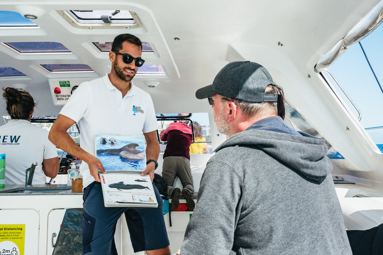 Funchal: osservazione di delfini e balene in catamarano di lusso