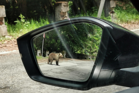 Bucharest: Top Gear Road & Wild Brown Bears, group max 8 pax Bucharest: Transfăgărășan Top Gear Road & Wild Brown Bears