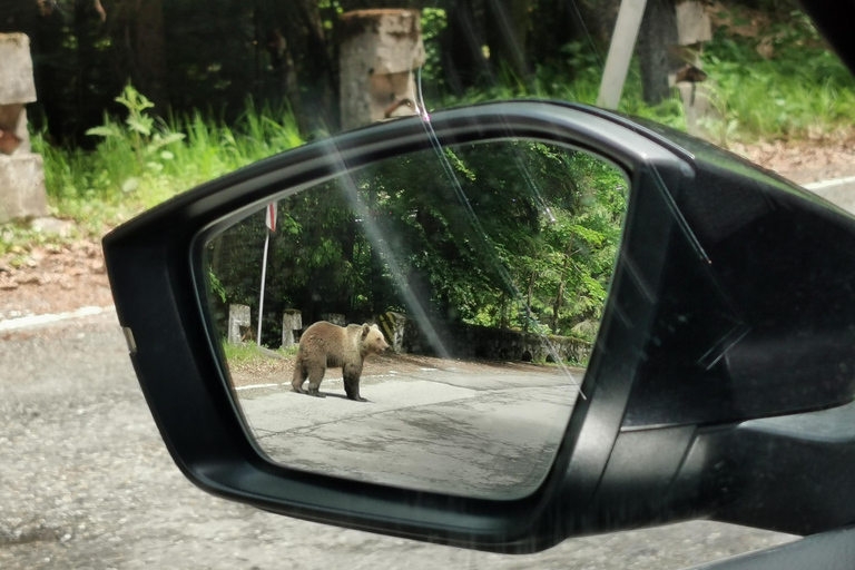 Bucharest: Top Gear Road & Wild Brown Bears, group max 8 pax Bucharest: Transfăgărășan Top Gear Road & Wild Brown Bears