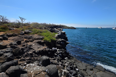 Wyspa North Seymour: całodniowa wycieczka na Galapagos