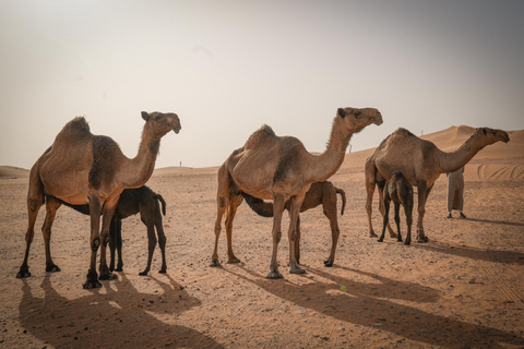 Riyadh: Camel Farm Visit in Heart Of The Desert