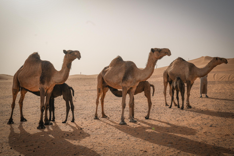 Riyadh: Camel Farm Visit in Heart Of The Desert