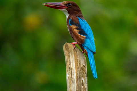 Bentota/Colombo: Water rafting in Kitulgala with Jungle trek Pick up from Colombo/Negombo