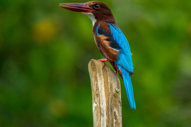Bentota/Colombo: Water rafting in Kitulgala with Jungle trek Pick up from Colombo/Negombo