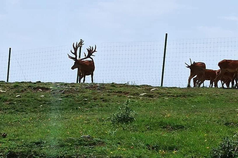 Bakoe: Shamakhi Safari Tour met lokale lunch