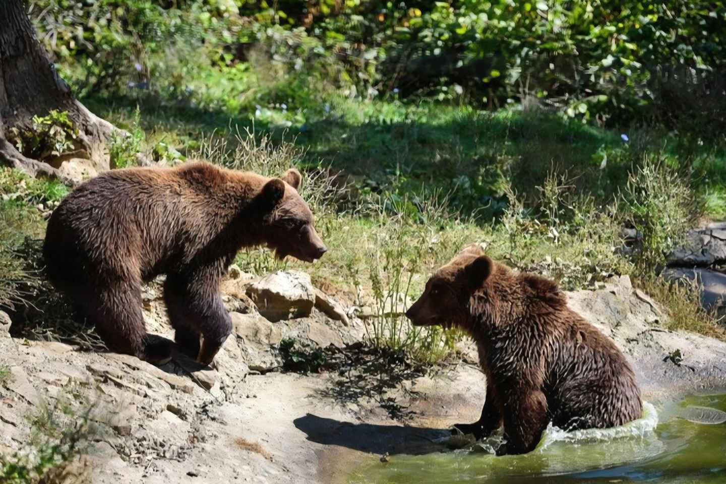 클루지나포카에서 부쿠레슈티 시내 또는 부쿠레슈티 공항까지 이동 방법