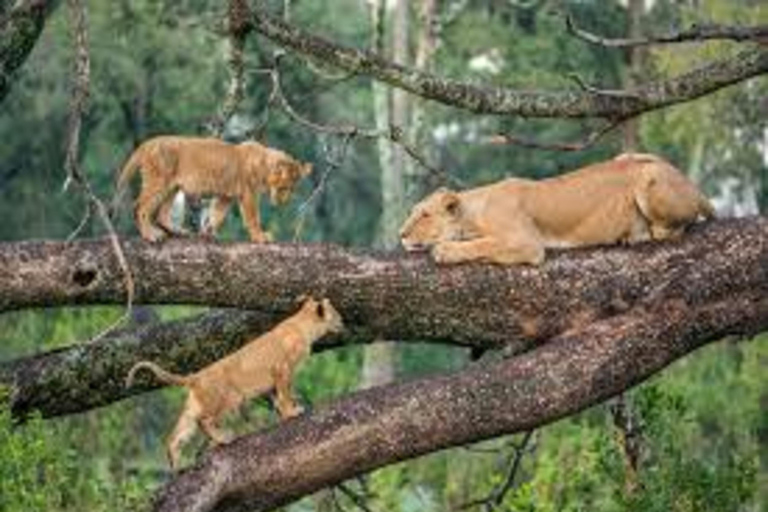 Arusha : 5 jours de safari au lac Manyara, au Serengeti et au Ngorongoro