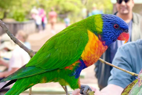 Baby Animals, Boomerangs & BBQ Lunch From Sydney: Baby Animals & Boomerangs Tour with BBQ Lunch