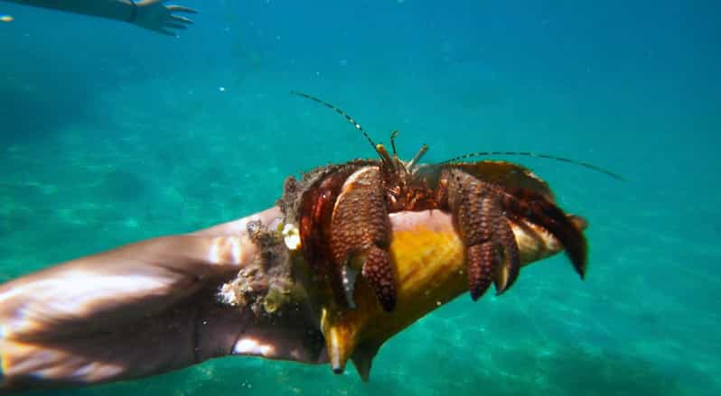 San Juan: Manatee and Turtle Snorkeling Tour with Rum | GetYourGuide