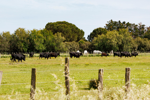 Aigues-Mortes 3H: Discover the secret Camargue in a 4x4 Full-Day
