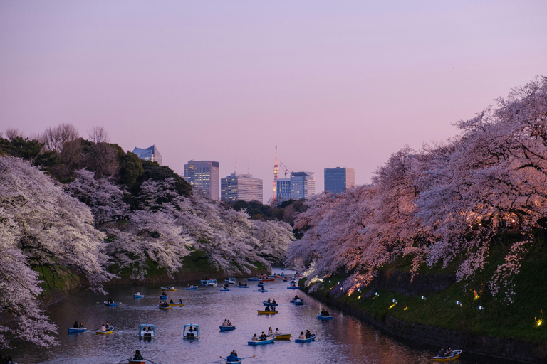 Tokyo:Private Chidorigafuchi Sakura Walk by the ImperialMoat