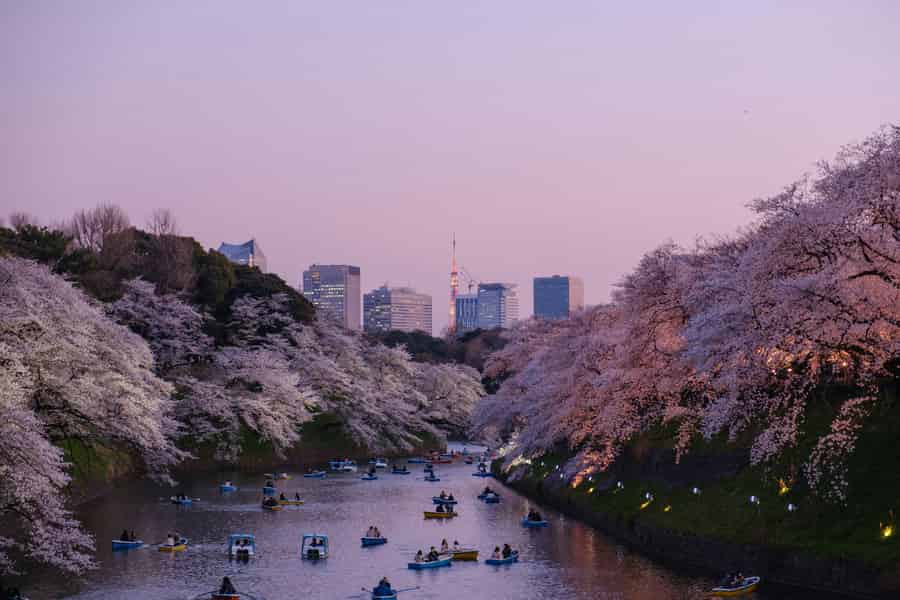 Tokio: Privater Chidorigafuchi-Sakura-Spaziergang am kaiserlichen Wassergraben. Foto: GetYourGuide