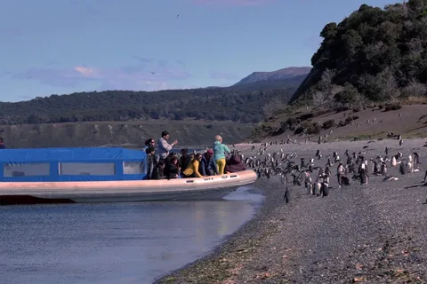 Ushuaia: Excursión de avistamiento de pingüinos en barco desde Puerto Almanza