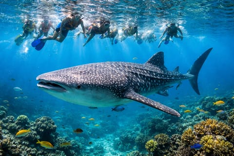Cebu: Oslob Whaleshark Watching Day Tour - Image 2