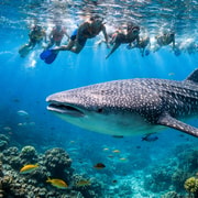 Cebu: Oslob Whaleshark Watching Day Tour Cebu: Oslob Whaleshark Watching Day Tour