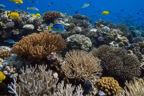 Lombok: Gili Islands Snorkeling Tour with Malimbu Hill