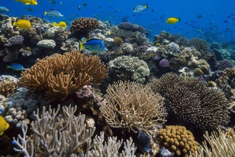 Lombok: Gili Islands Snorkeling Tour with Malimbu Hill