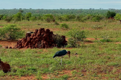 2-Day Tsavo East & Salt Lick Safari–Red Elephants & Treetop