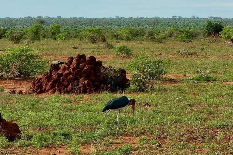 2-Day Tsavo East & Salt Lick Safari–Red Elephants & Treetop