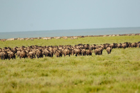 Arusza: 4-dniowe safari nad jeziorem Manyara, Serengeti, Ngorongoro